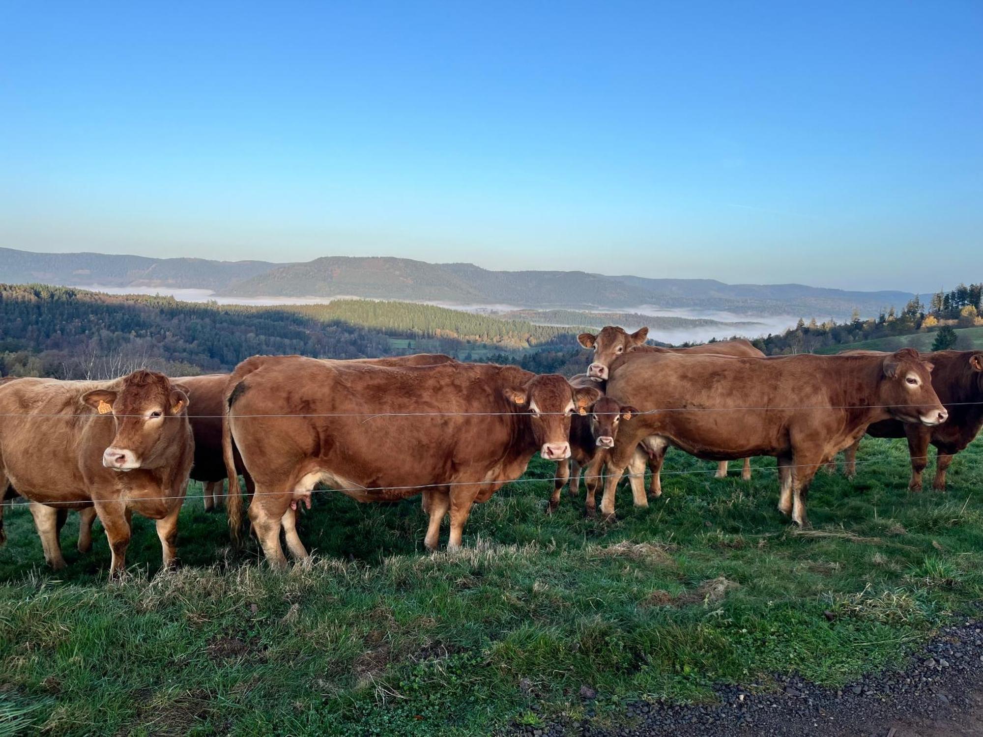 Gite De Montagne -Bellefosse Alsace Exteriér fotografie